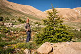 Al-Arz;Kaleidos;Kaleidos-images;Lebanon;Middle-East;Near-East;Tarek-Charara;Youssef-Tawk;Cedars;Cedars-of-Lebanon;Cedrus-libani